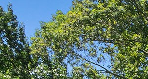 Photos And Video Of Bridge Pointe In Huntsville Al